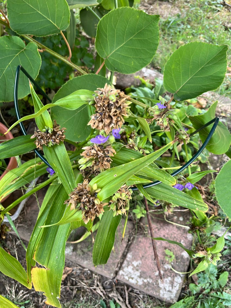 Dreimasterblume — Bild 3