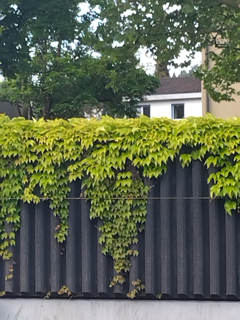 Dreispitzige Jungfernrebe — Bild 1