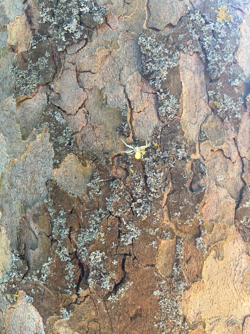 Dreizähnige Krabbenspinne — Bild 1
