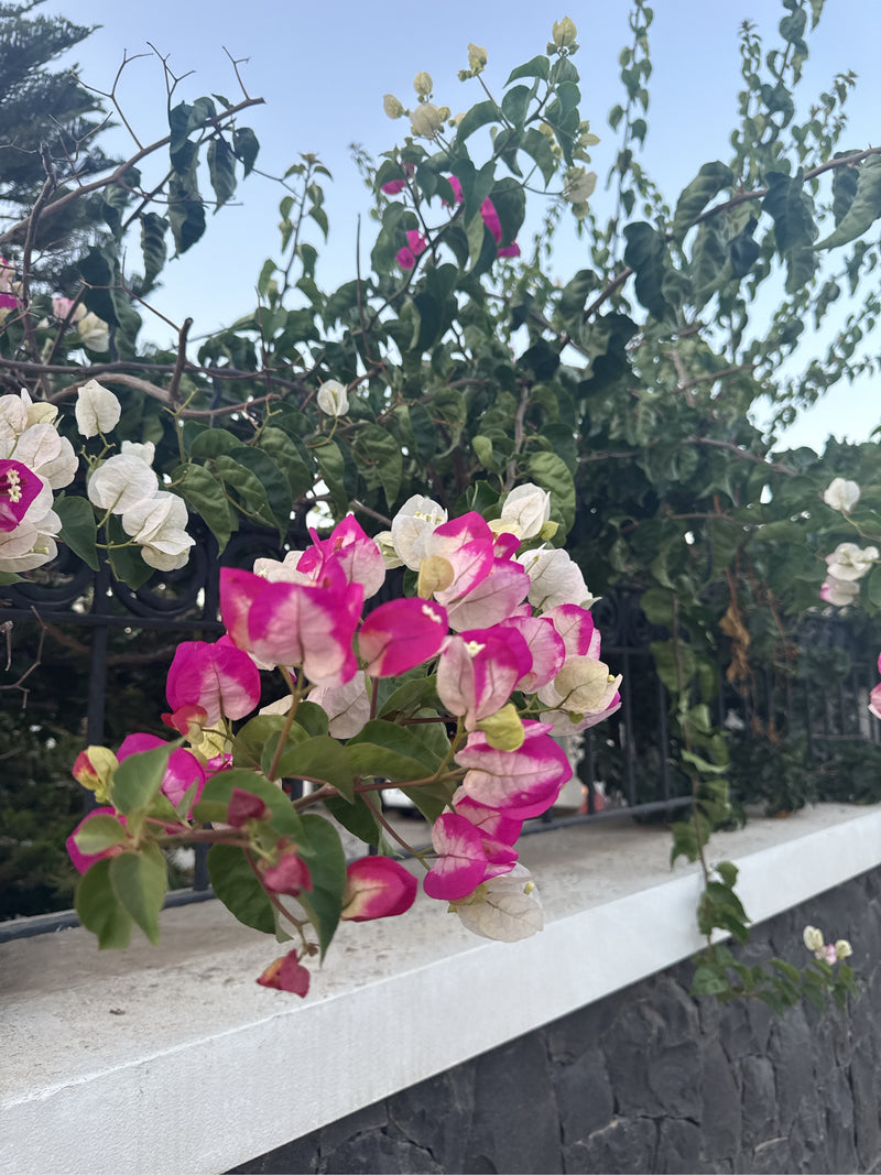 Bougainvillea — Bild 5