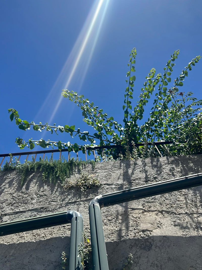 Bougainvillea — Bild 2
