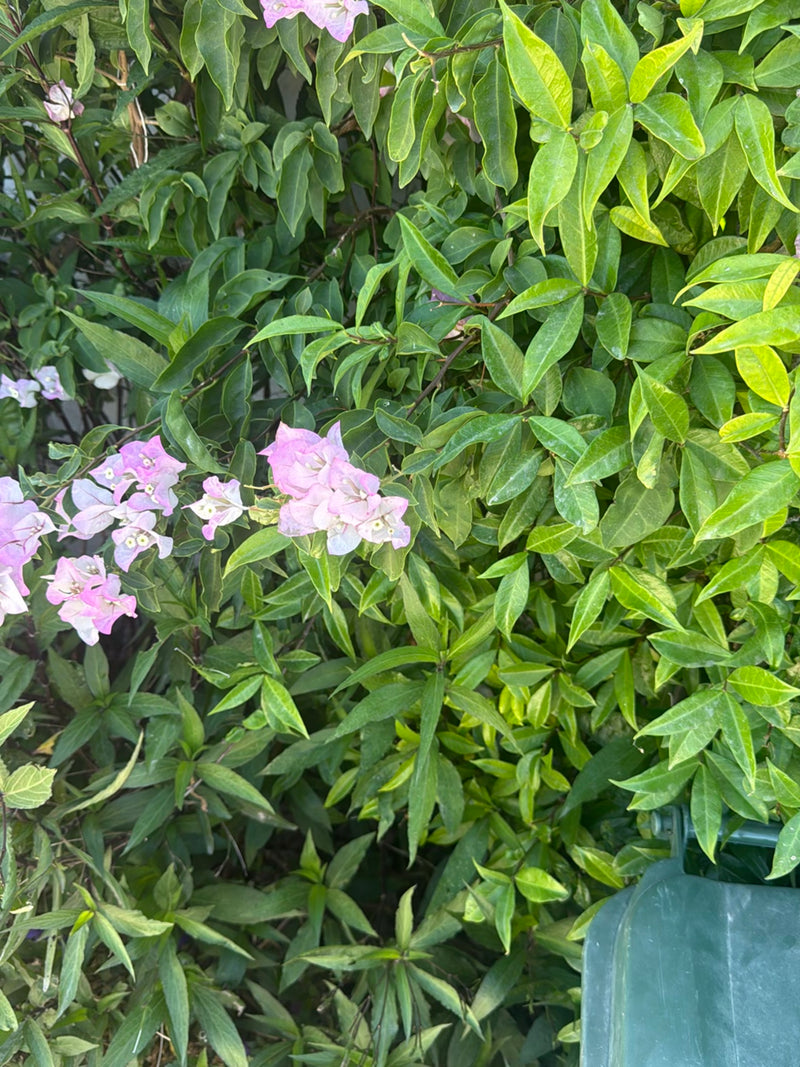 Bougainvillea — Bild 3