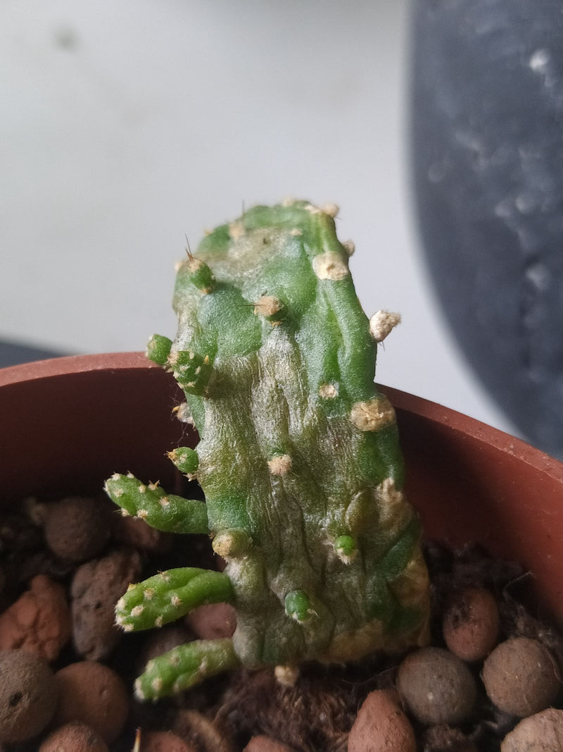 Drohender Feigenkaktus — Bild 4