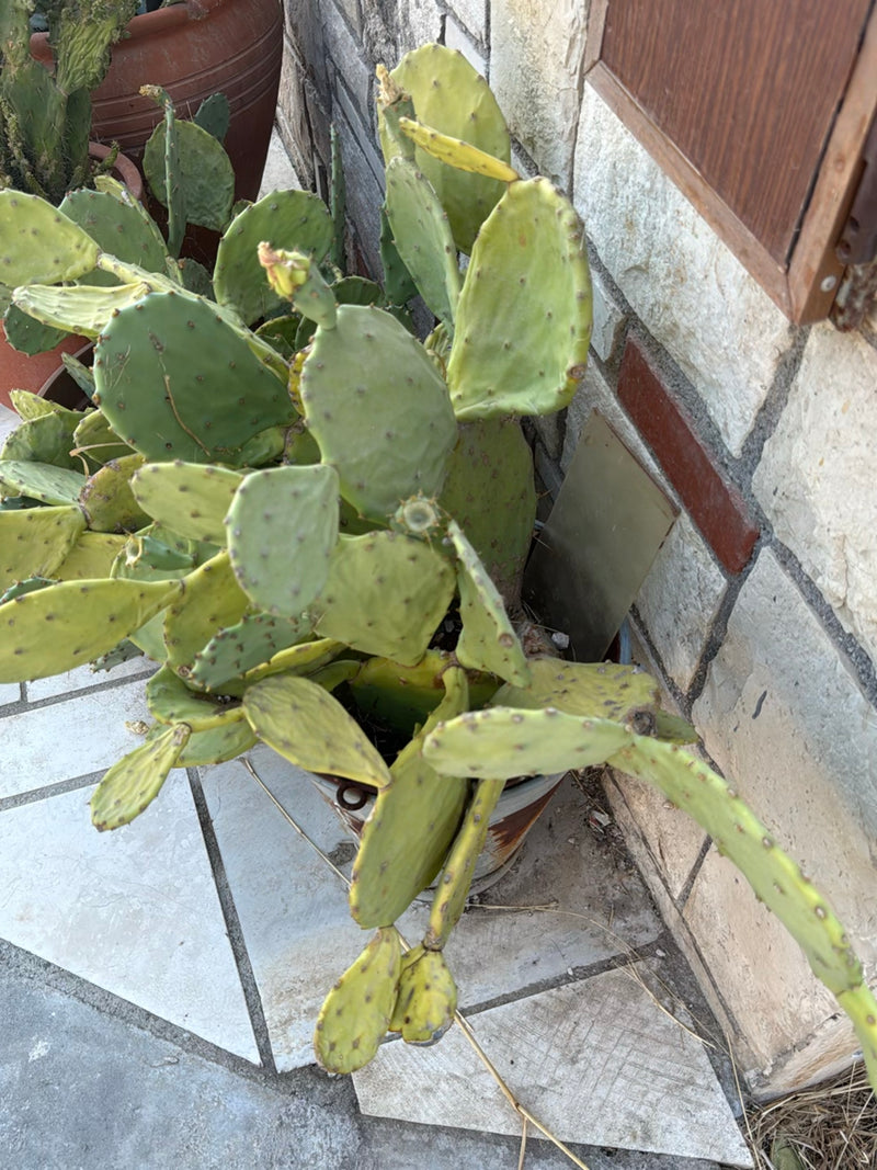 Drohender Feigenkaktus — Bild 2