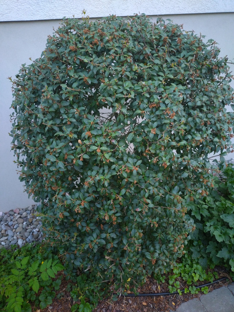 Duftblüte — Bild 1