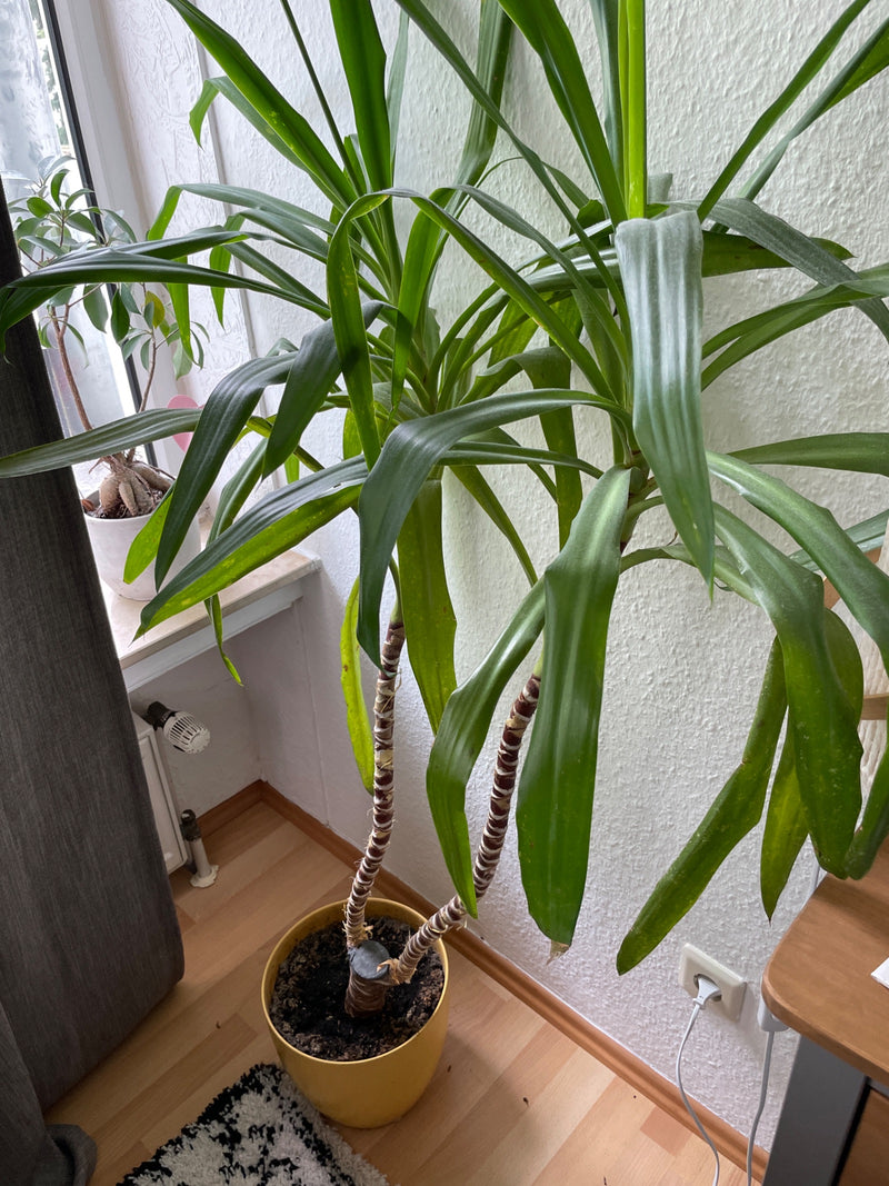 Drachenbaum — Bild 2
