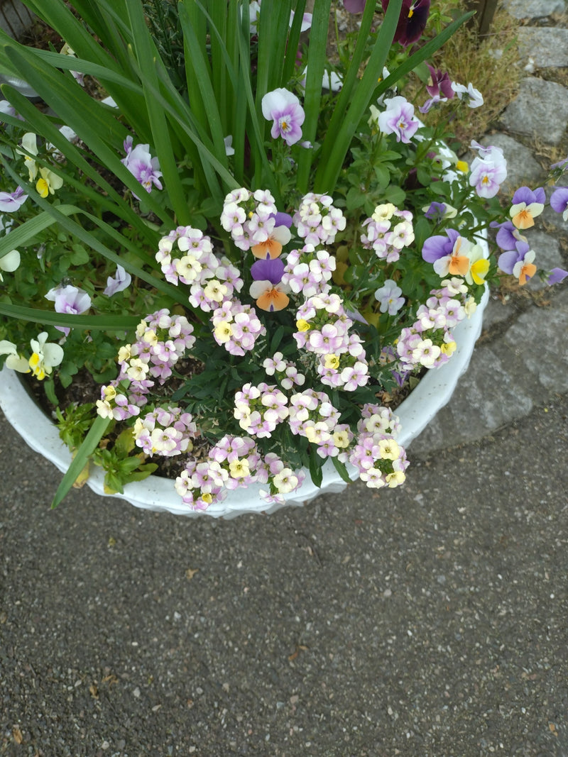 Duftsteinrich — Bild 2