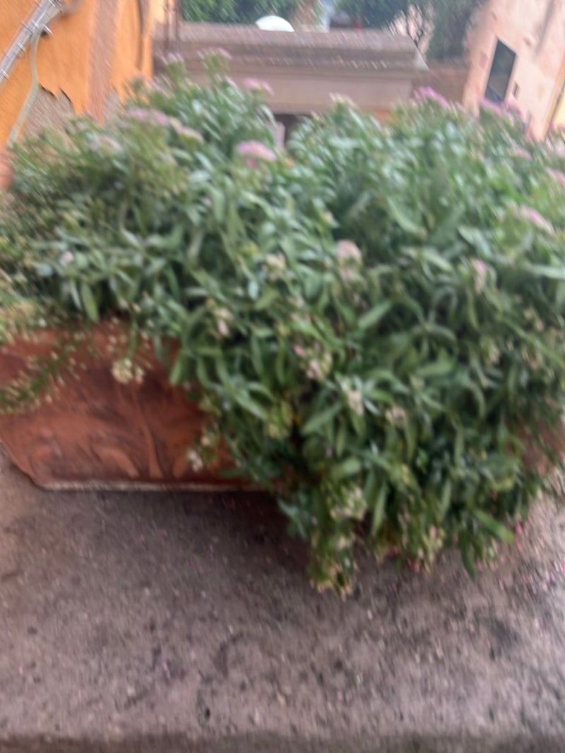 Duftsteinrich — Bild 4