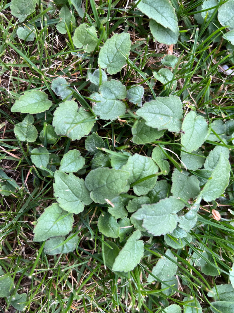 Duftveilchen — Bild 2