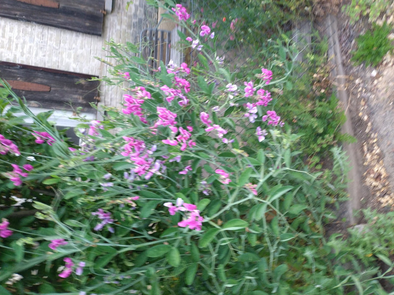 Duftwicke — Bild 5