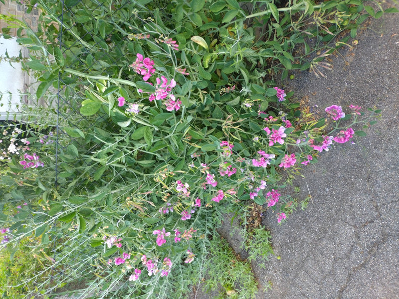 Duftwicke — Bild 4