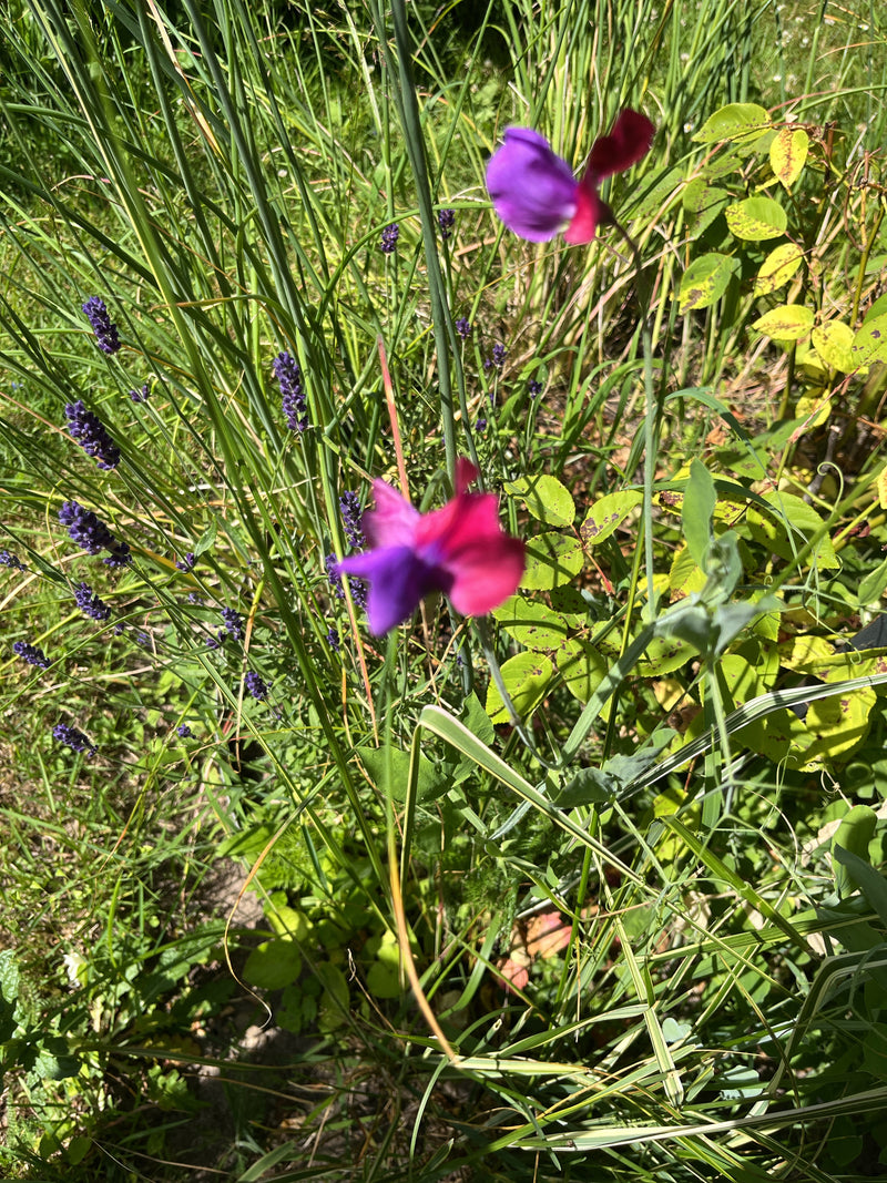 Duftwicke — Bild 1