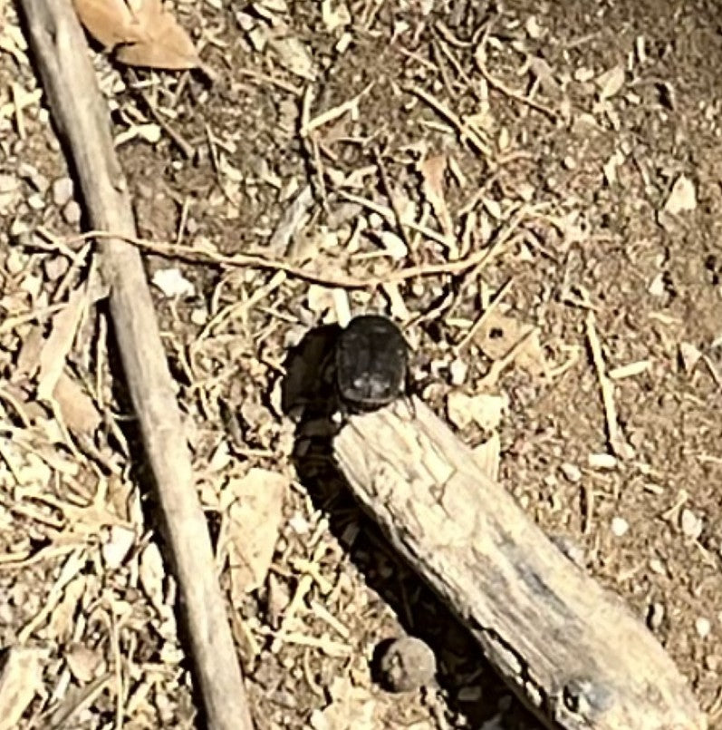 Dungkäfer (Gattung Onthophagus) — Bild 1