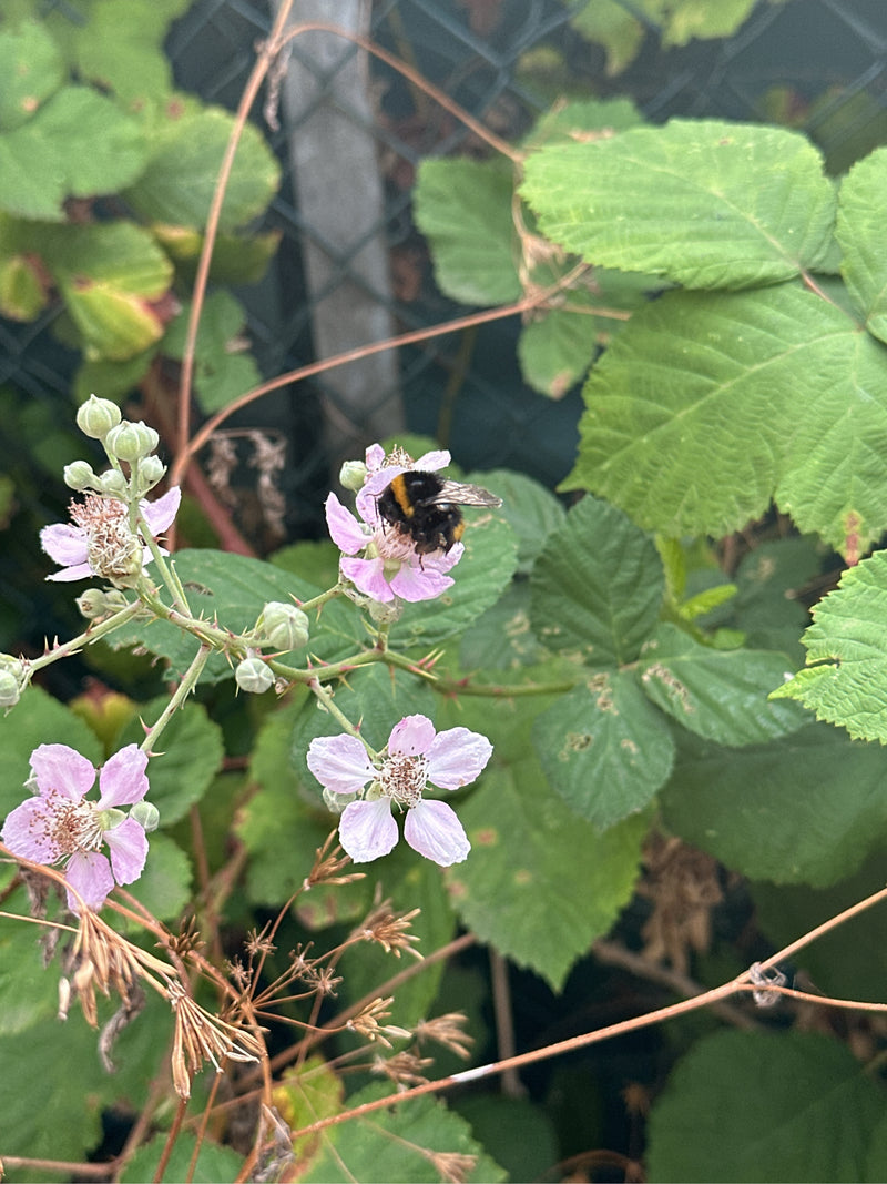 Dunkle Erdhummel — Bild 2