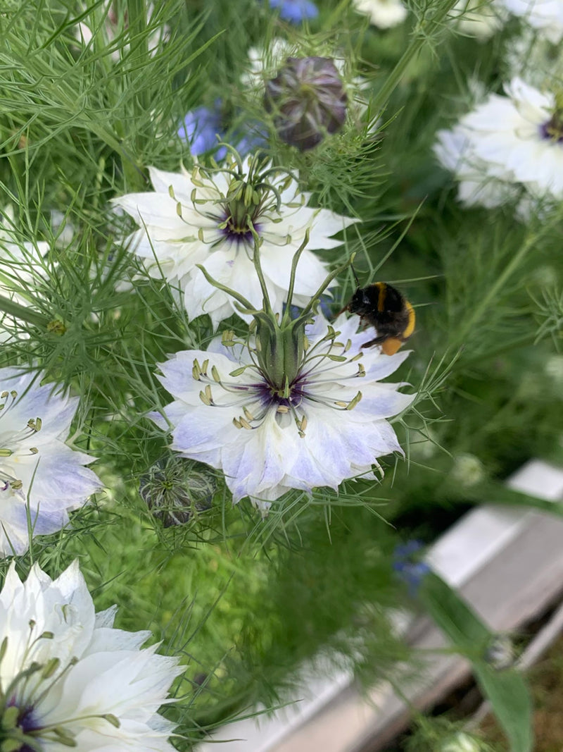 Dunkle Erdhummel — Bild 3