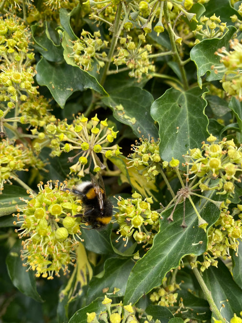 Dunkle Erdhummel (Bombus terrestris), 13.10.2026