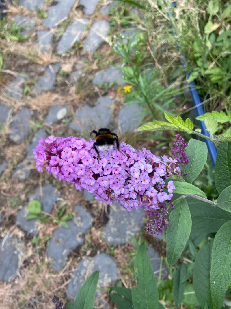 Eine Dunkle Erdhummel sitzt auf den violetten Blüten eines Sommerflieders. Im Hintergrund ist ein gepflasterter Boden zu sehen.