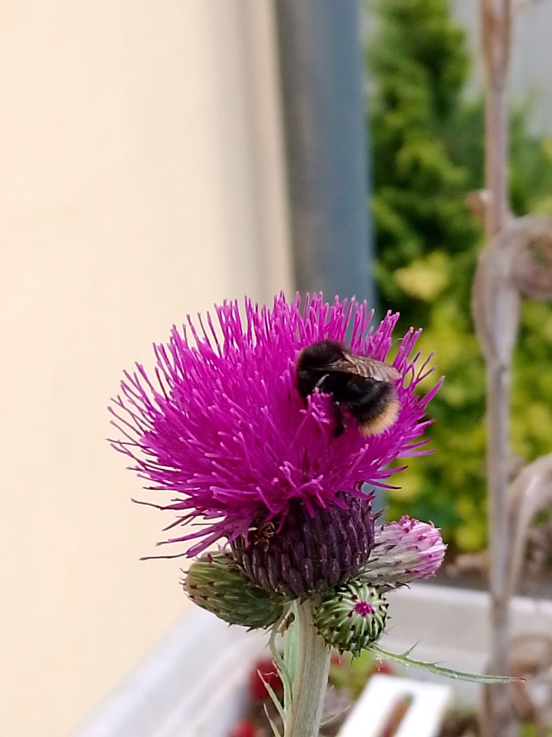 Dunkle Erdhummel — Bild 5