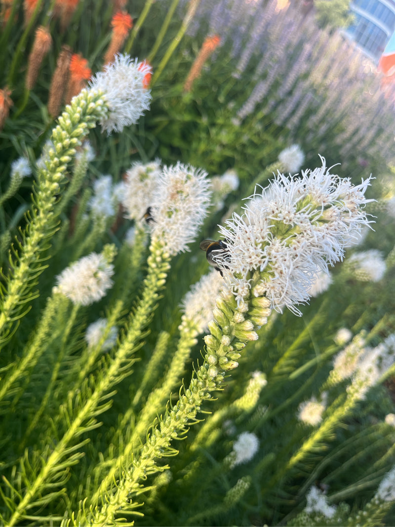 Dunkle Erdhummel — Bild 1