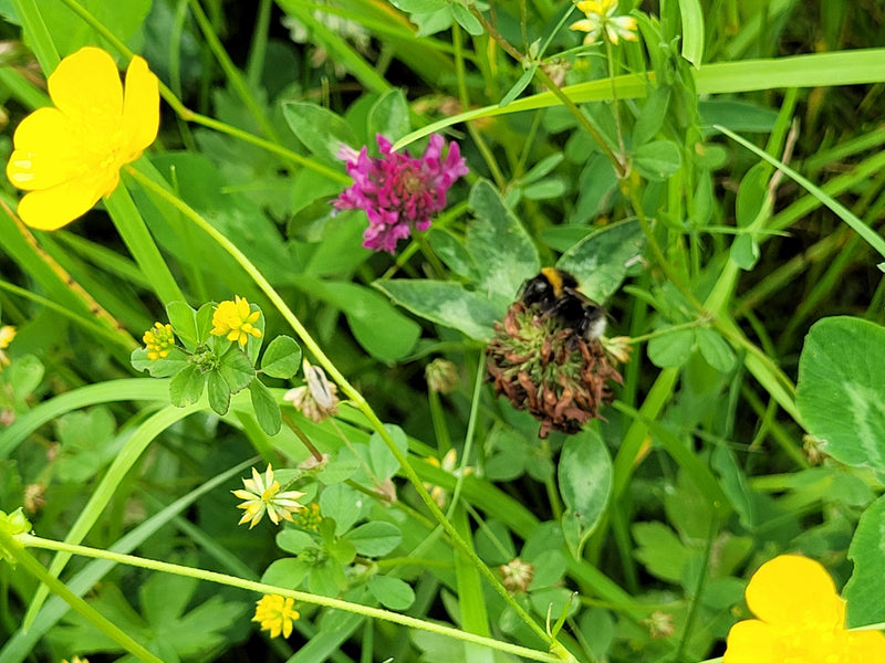Eine Dunkle Erdhummel sitzt auf einer verblühten Blütenstand in einer bunten Wiese. Umgeben ist sie von grünem Gras und verschiedenen gelben sowie violetten ...