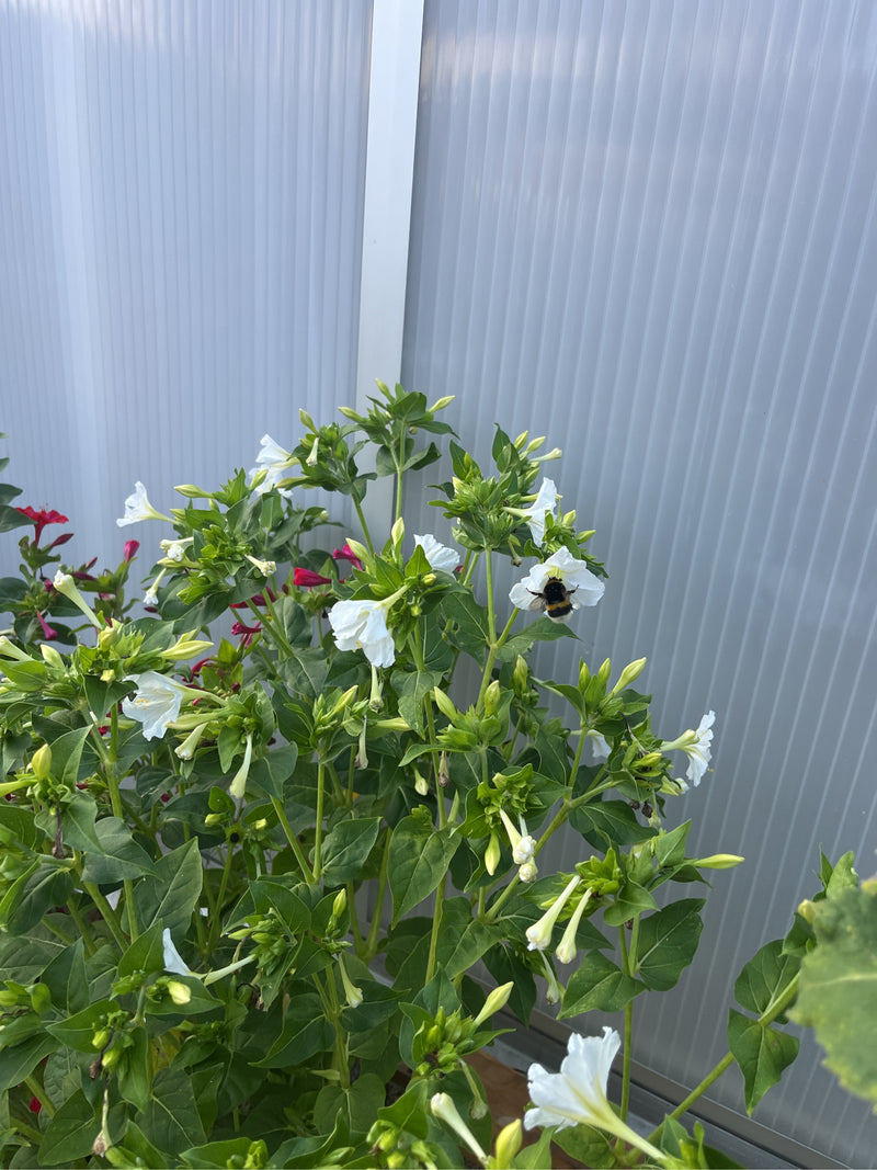 Dunkle Erdhummel — Bild 4