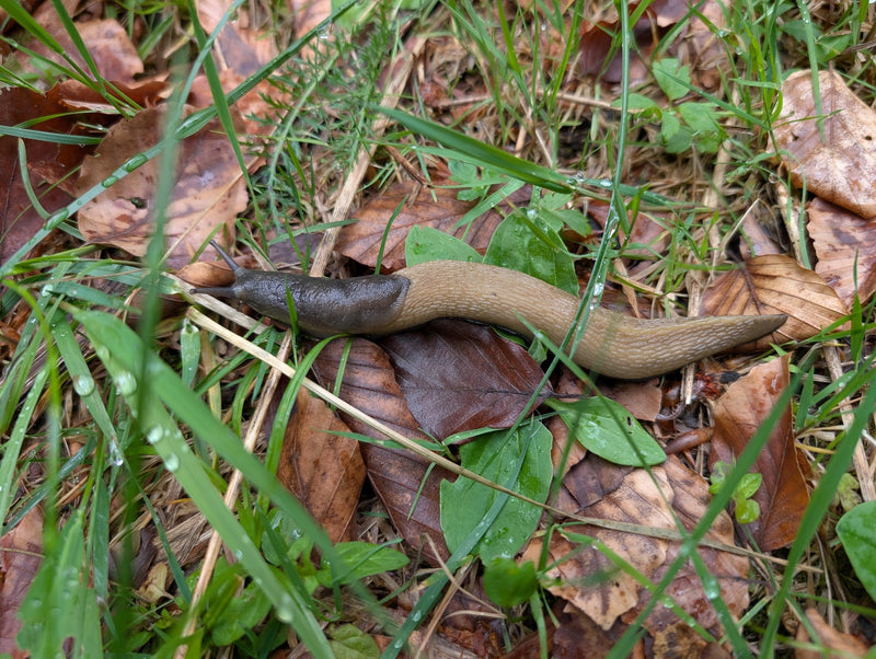 Dunkle Wegschnecke — Bild 1