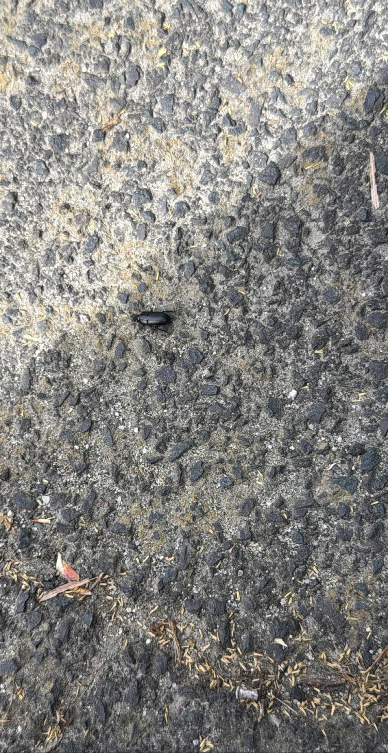 Dunkler Aaskäfer — Bild 1