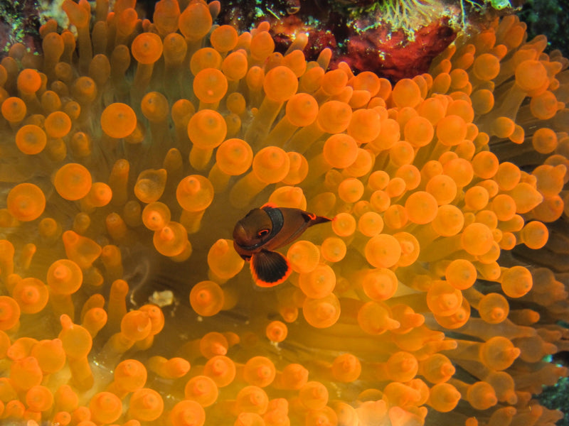 Dunkler Anemonenfisch — Bild 2