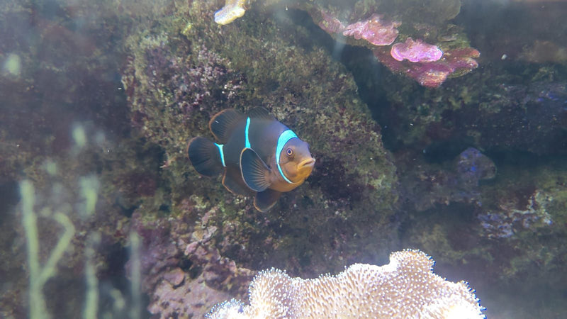 Dunkler Anemonenfisch — Bild 1