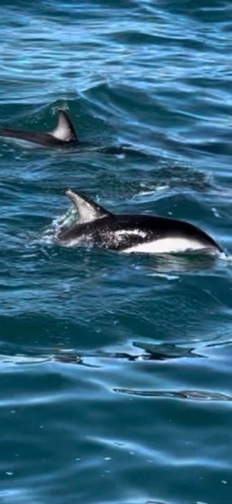 Dunkler Delfin — Bild 1 von 2