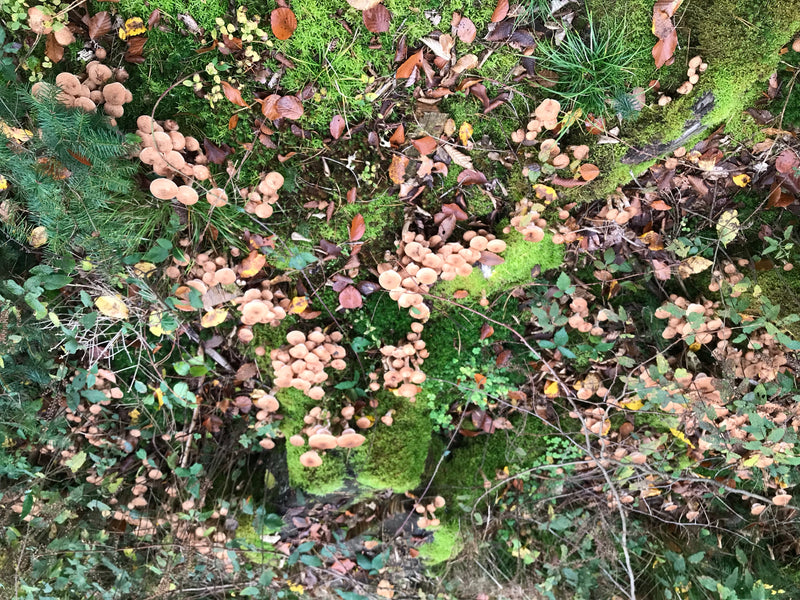 Auf dem Bild sind zahlreiche Fruchtkörper des Dunklen Hallimaschs zu sehen, die in dichten Büscheln auf moosigem Waldboden wachsen. Die Perspektive zeigt die...