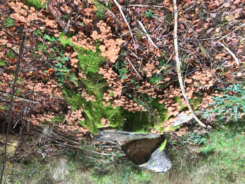 Zahlreiche braune Fruchtkörper des Dunklen Hallimaschs wachsen in großen Büscheln auf einem moosbedeckten Baumstumpf. Umgeben ist der Fundort von Laub und Wa...