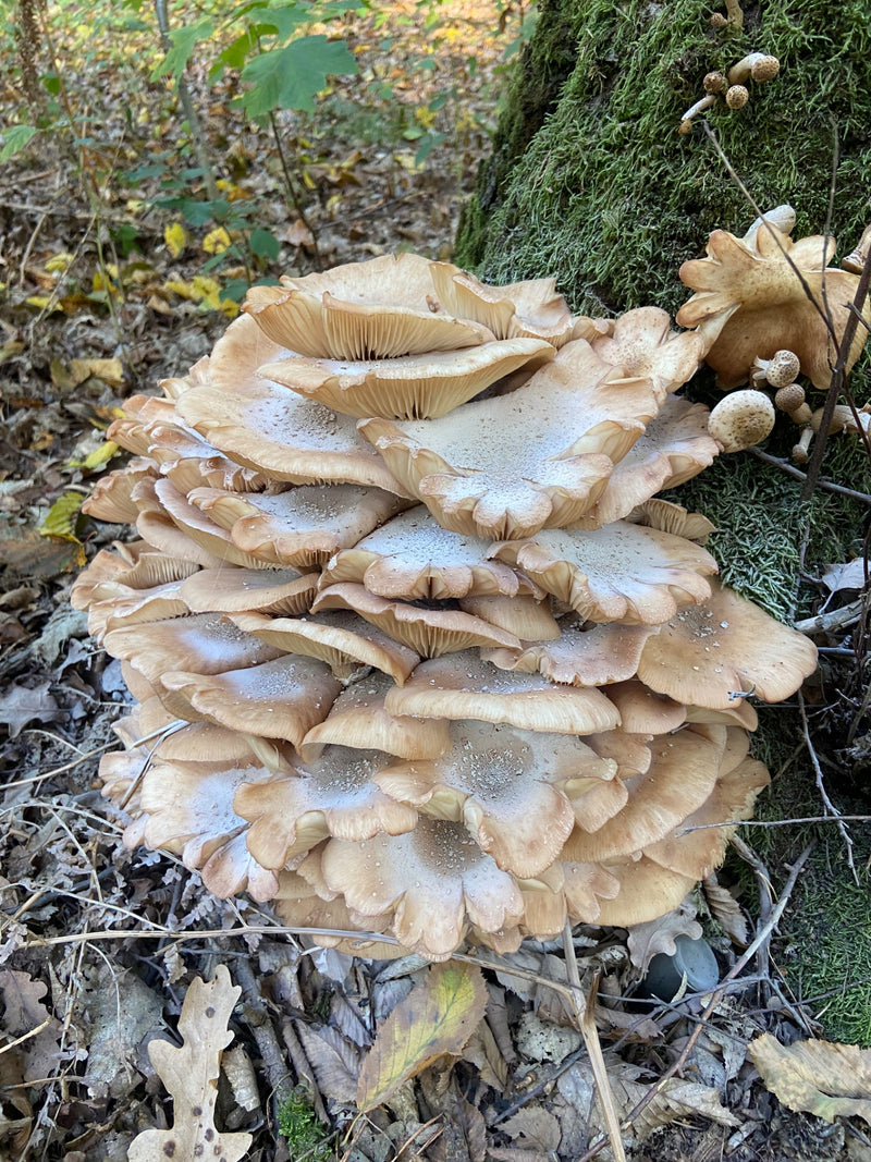 Ein dichtes Büschel reifer Hallimasch-Fruchtkörper wächst am moosbedeckten Stammfuß eines Baumes im Herbstwald.
