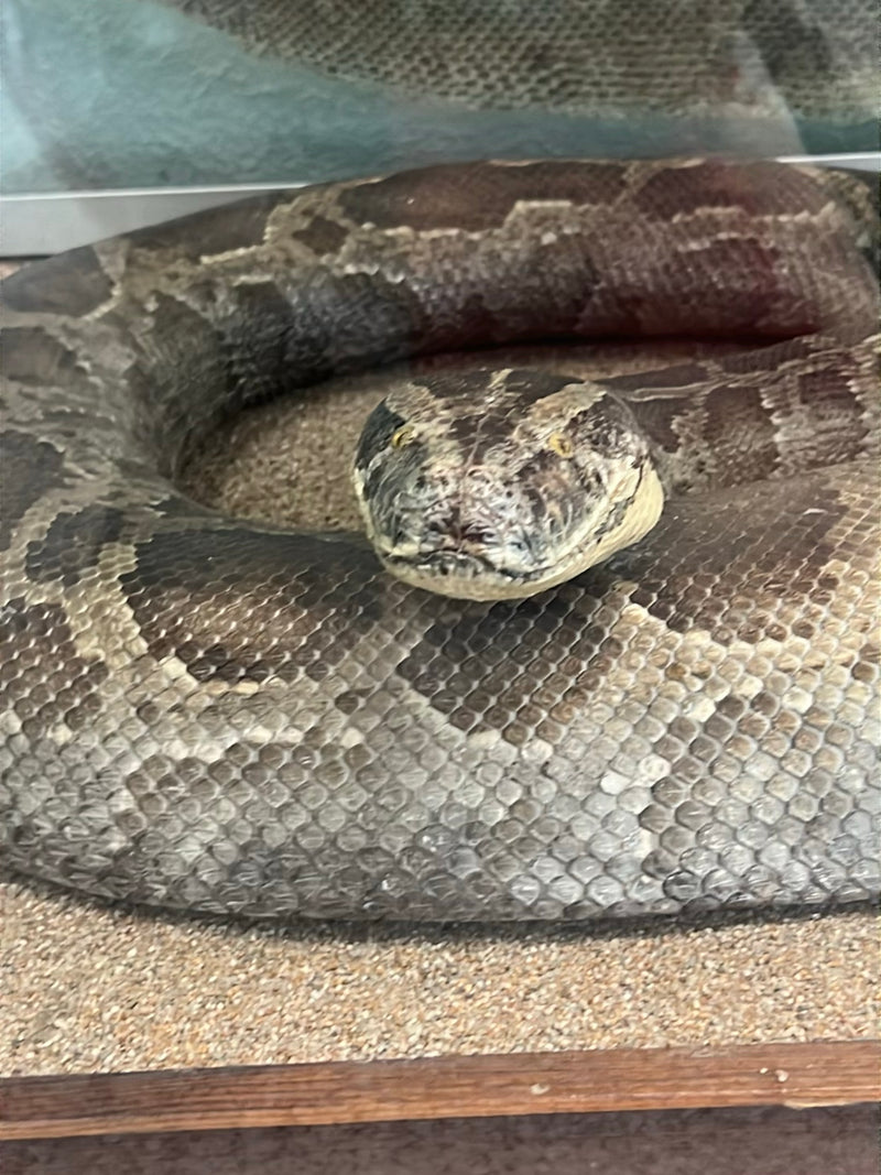 Dunkler Tigerpython — Bild 1 von 1