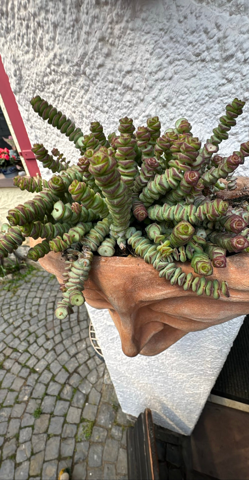 Durchwachsenes Dickblatt — Bild 2