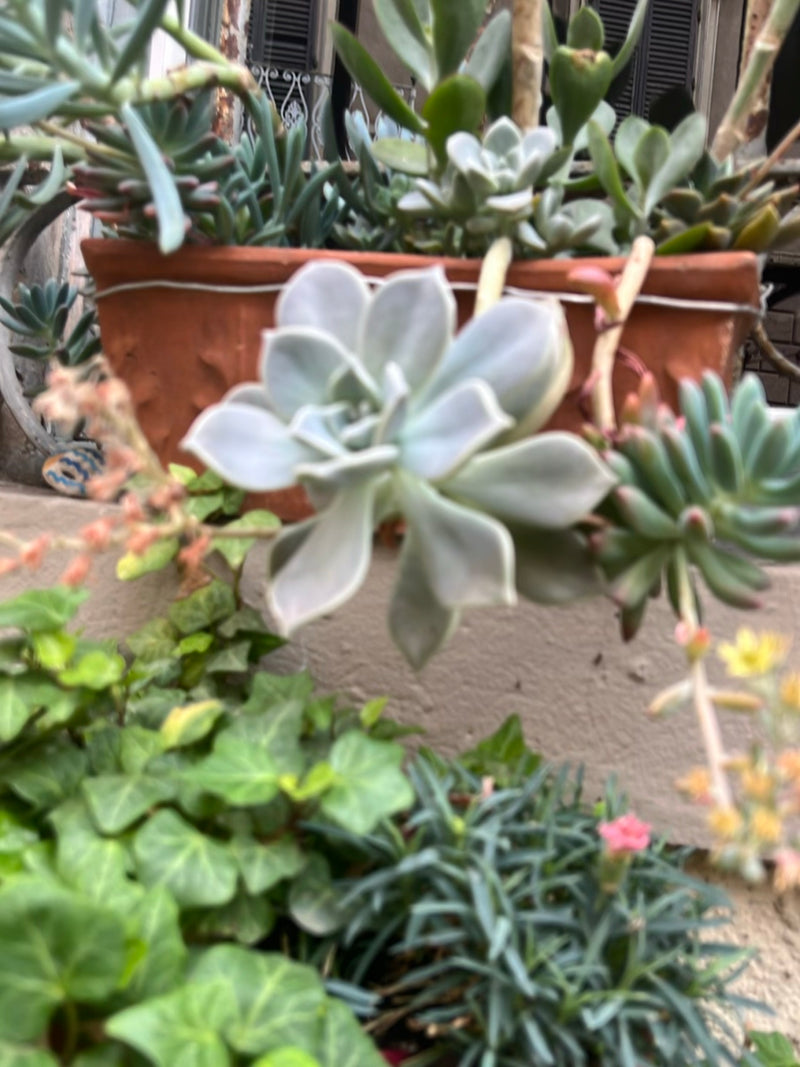 Echeverie — Bild 1