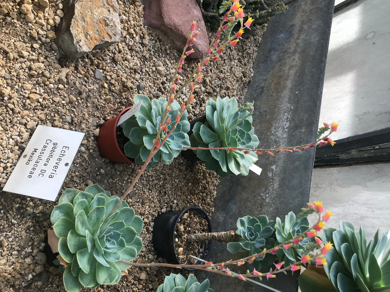 Echeverie — Bild 2 von 3