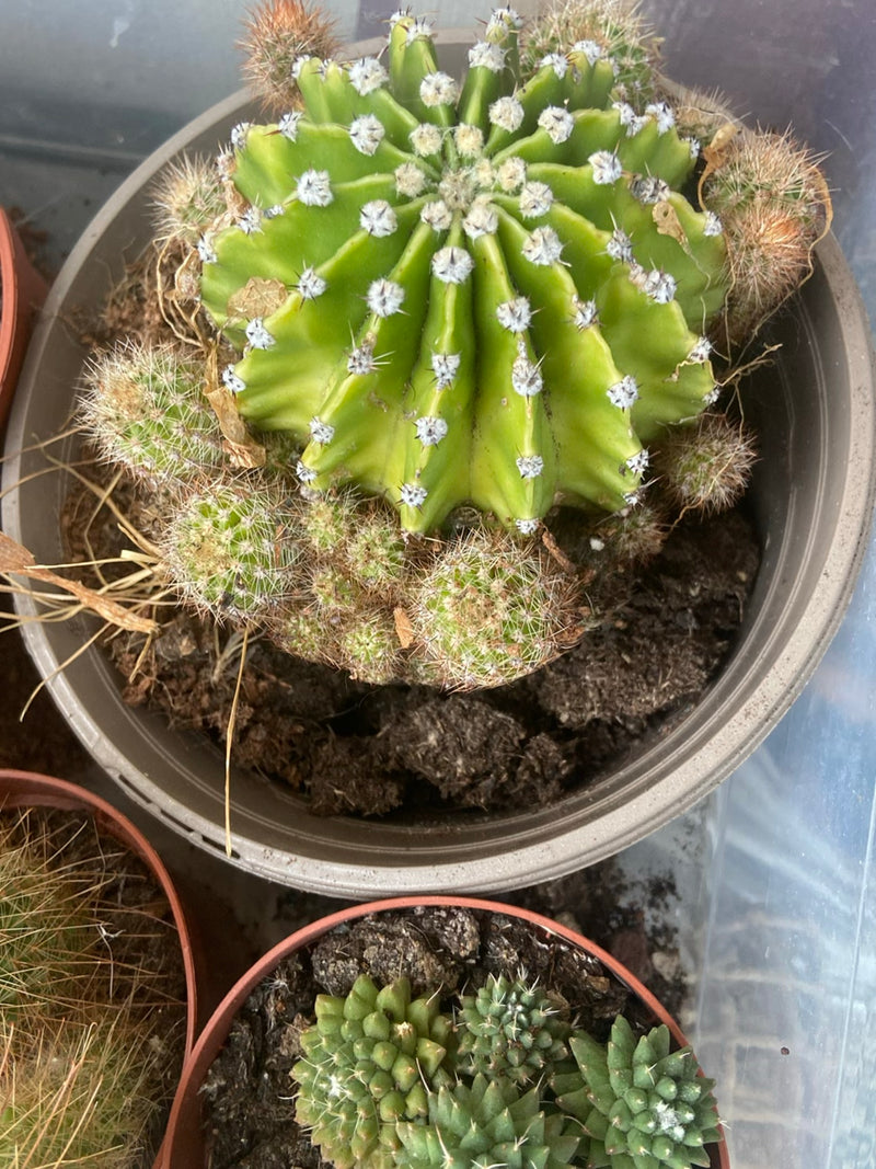 Echinopsis-Kaktus — Bild 1