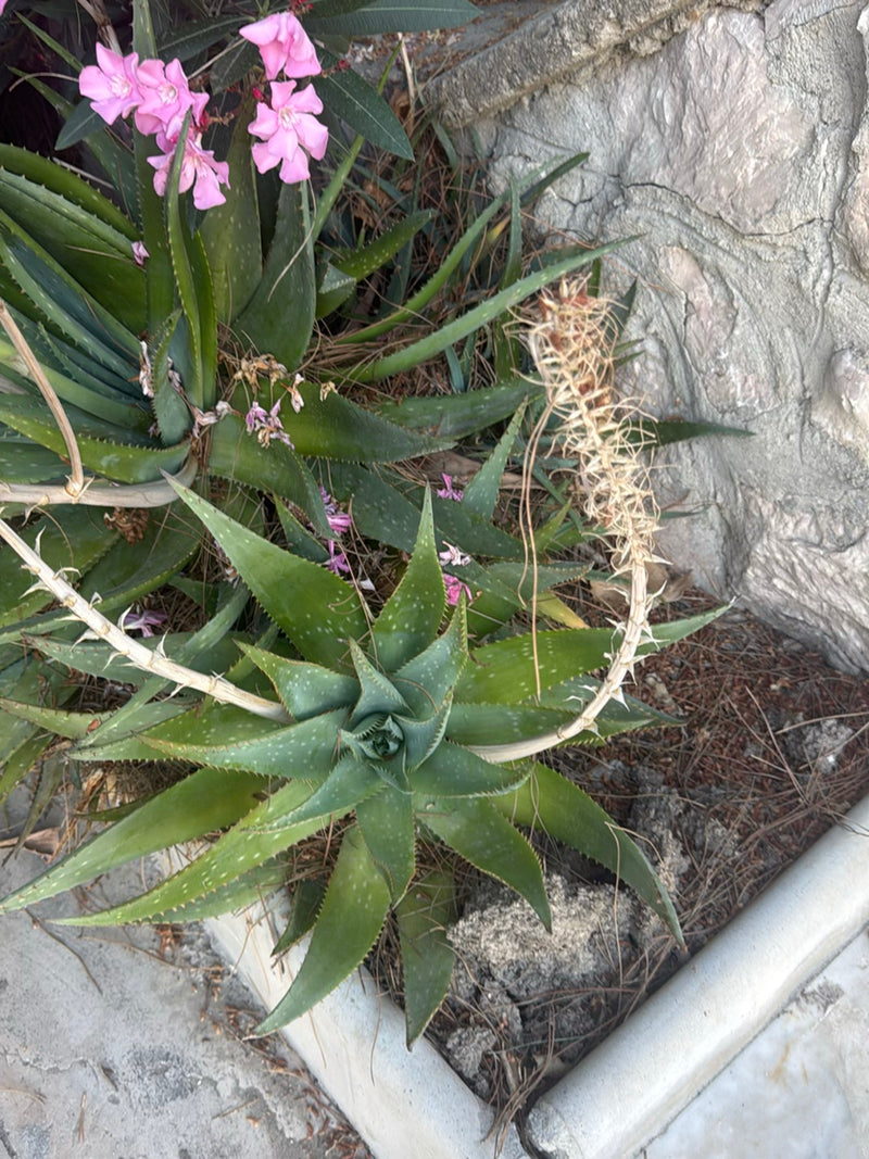 Echte Aloe — Bild 5