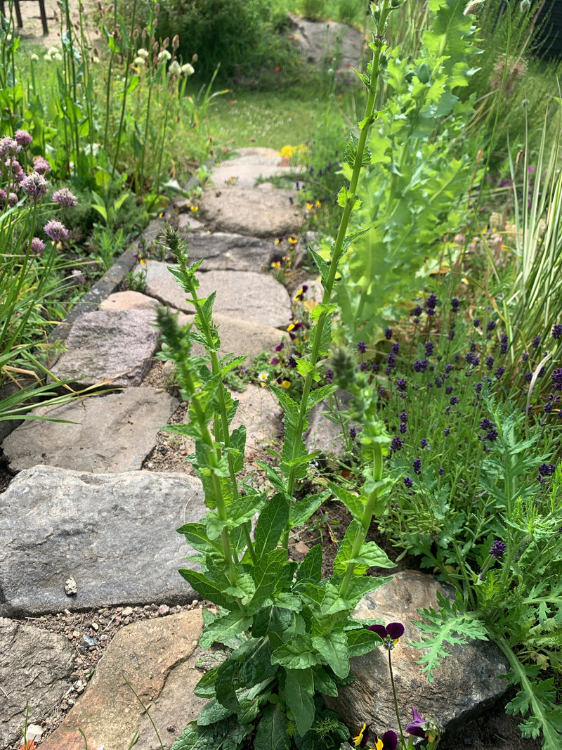 Echte Betonie — Bild 2