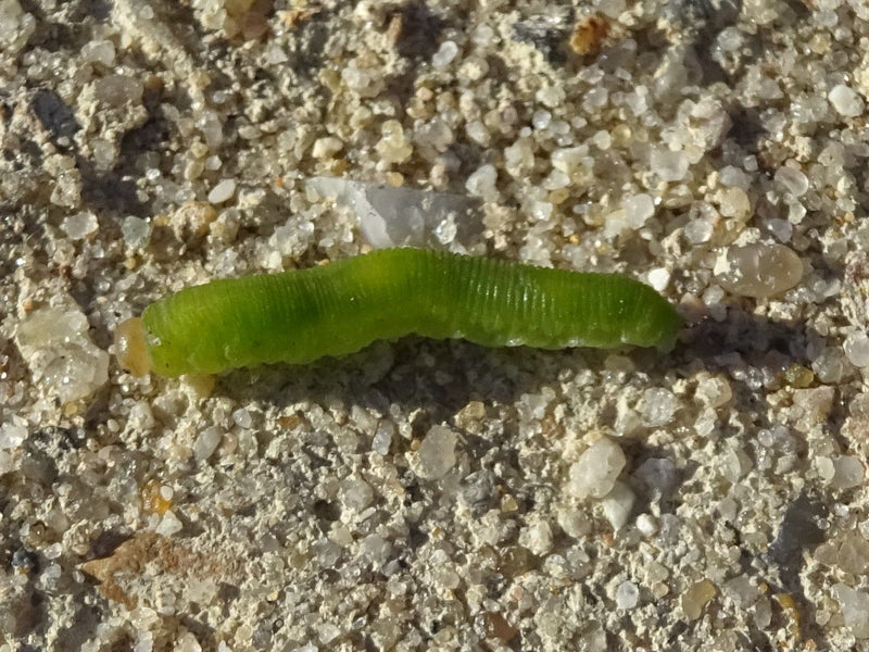 Echte Blattwespen — Bild 4