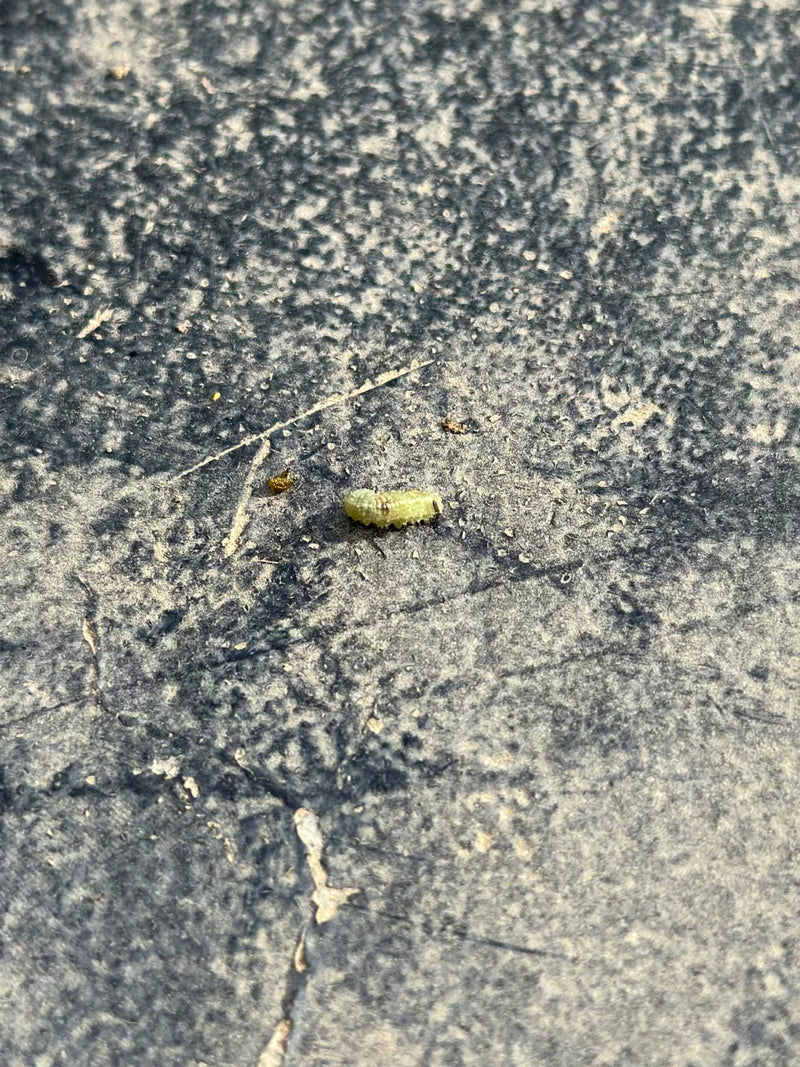 Echte Blattwespen — Bild 2