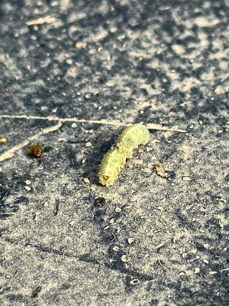 Echte Blattwespen — Bild 1
