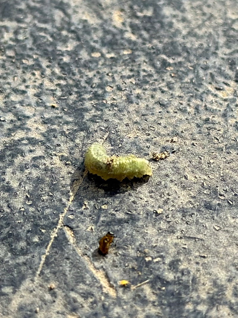 Echte Blattwespen — Bild 3