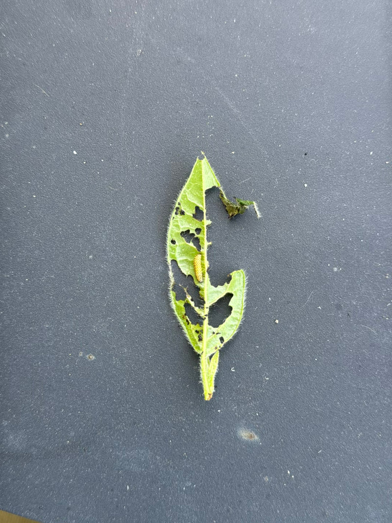 Echte Blattwespen — Bild 5