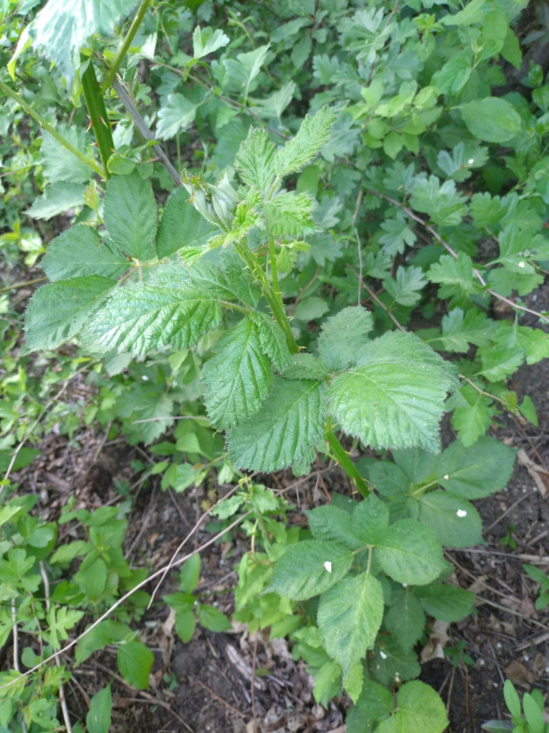 Echte Brombeere — Bild 4