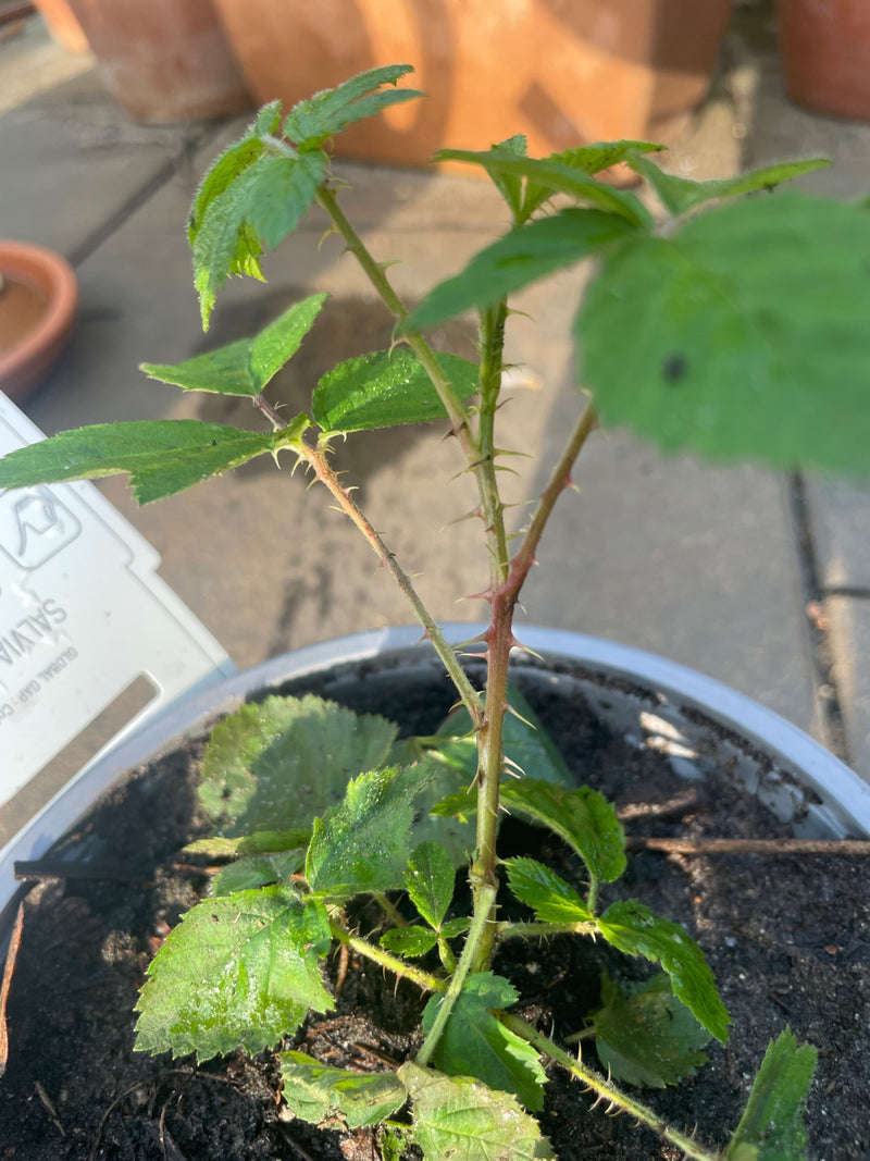 Das Foto zeigt eine junge Brombeere in einem Blumentopf. Gut zu erkennen sind die gestielten Blätter und die typischen Stacheln am Stängel.