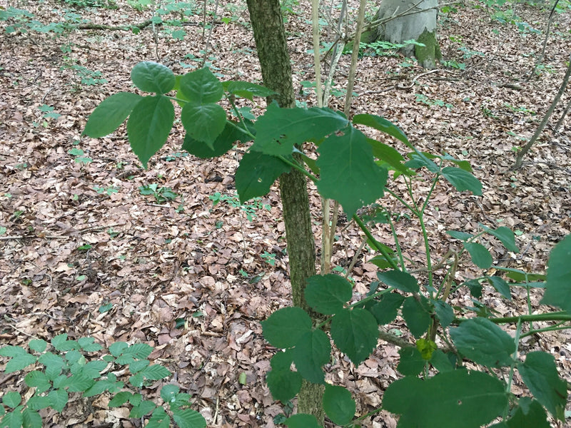 Brombeeren — Bild 4