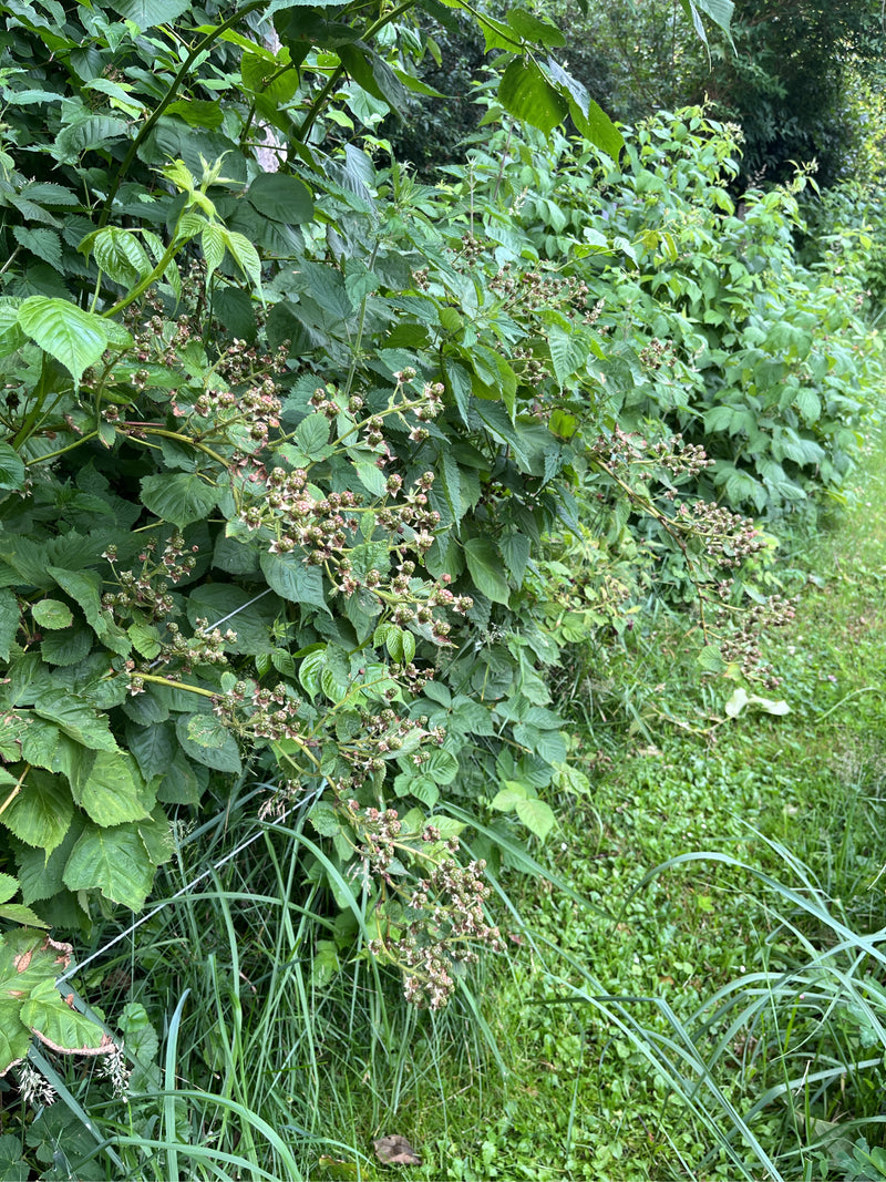 Brombeeren — Bild 3