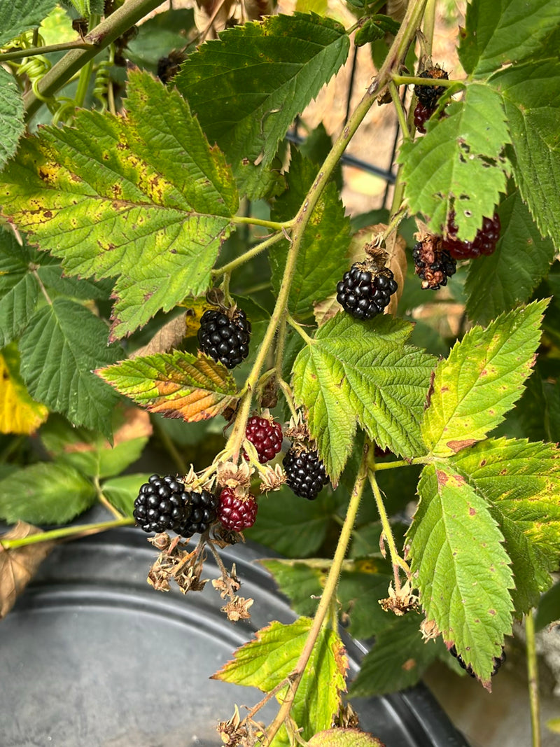 Brombeeren — Bild 5